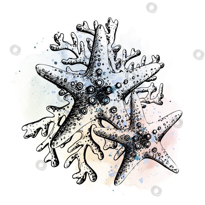 Скачать Морская звезда с кораллами, изображенная акварельными пятнами и вкраплениями синего и розового цветов. Иллюстрация, нарисованная от руки. Изолированная композиция на белом фоне для принтов, наклеек, плакатов, открыток фотосток Ozero