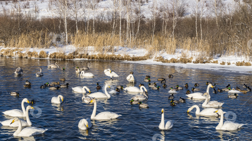Скачать Белые лебеди и утки плавают в незамерзающем озере. фотосток Ozero