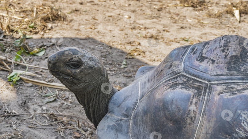 Скачать Гигантская черепаха Aldabrachelys gigantea является эндемиком Сейшельских островов фотосток Ozero