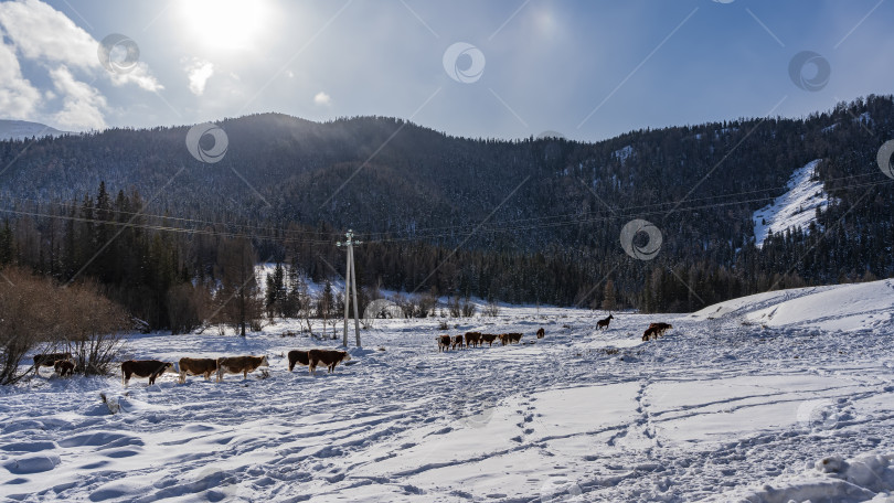 Скачать Стадо коров пасется в заснеженной долине. фотосток Ozero