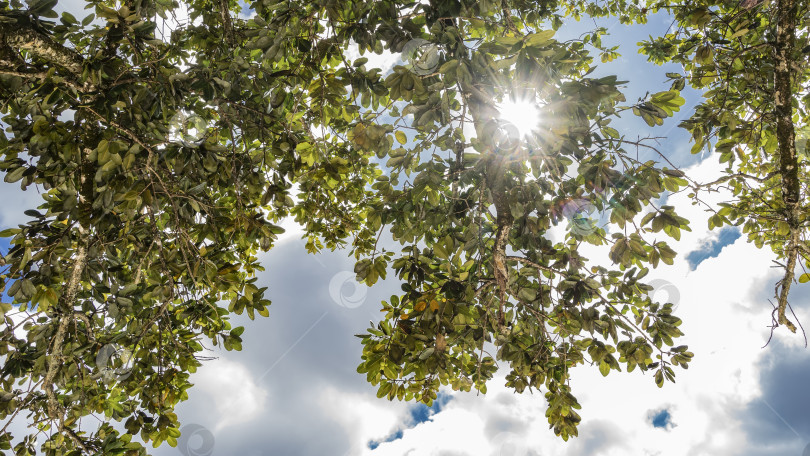 Скачать Солнце пробивается сквозь ветви деревьев. фотосток Ozero