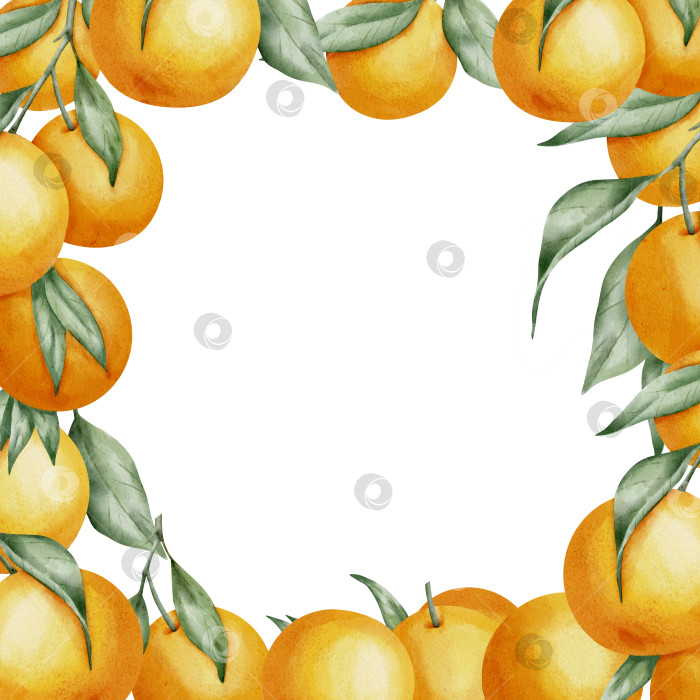 Скачать Квадратная рамка из оранжевых фруктов. Нарисованная от руки акварельная иллюстрация бордюра с ветками цитрусовых на белом изолированном фоне. Рисунок с мандаринами и клементином с зелеными листьями для значка или логотипа фотосток Ozero