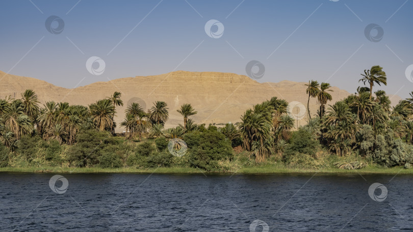 Скачать Берег реки Нил. Египет фотосток Ozero