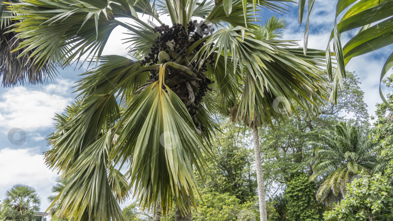 Скачать Пальма коко де Мер является эндемиком Сейшельских островов. фотосток Ozero