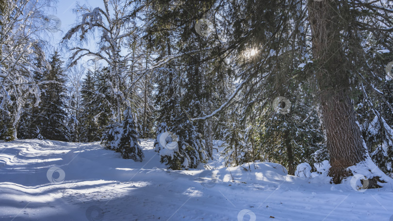 Скачать Дорога в зимнем лесу утоптана. фотосток Ozero