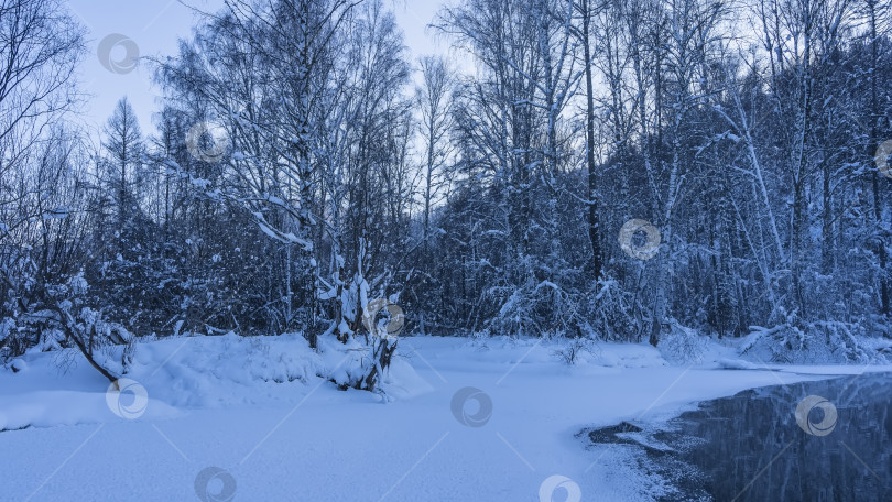 Скачать Спокойная, незамерзающая река в лесу. Зимний вечер. фотосток Ozero