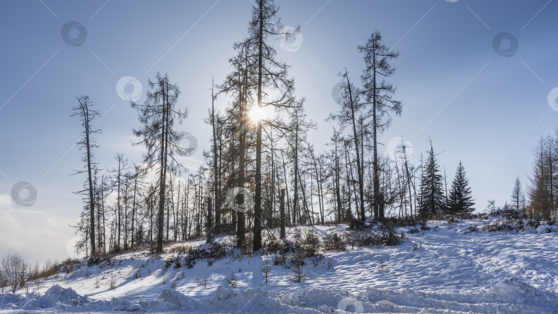 Скачать Голые деревья на заснеженном холме. фотосток Ozero