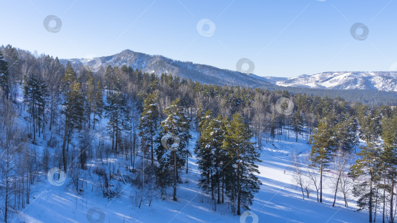 Скачать Лес растет на заснеженном склоне холма. фотосток Ozero