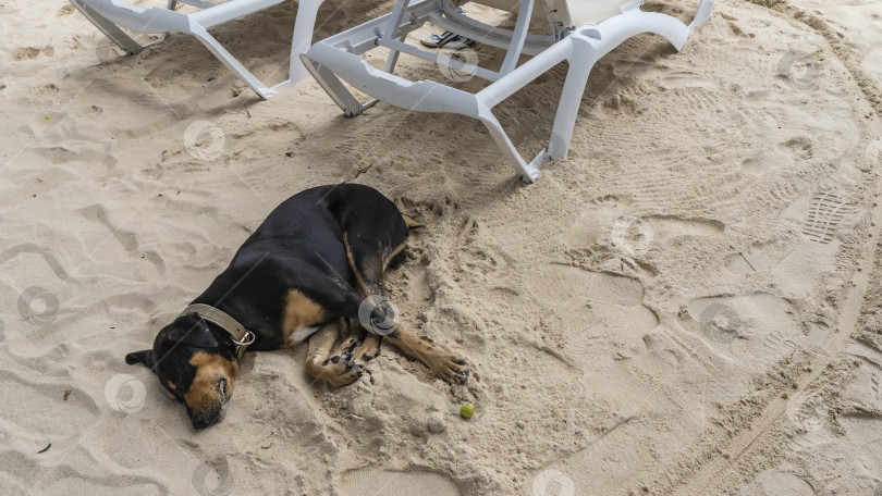 Скачать Черная дворняжка в ошейнике крепко спит на пляже. фотосток Ozero