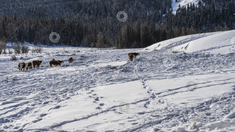 Скачать Стадо коров пасется в заснеженной долине. фотосток Ozero