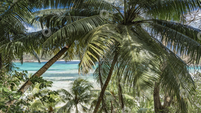 Скачать Сквозь пышные зеленые листья пальм можно увидеть бирюзовый океан фотосток Ozero