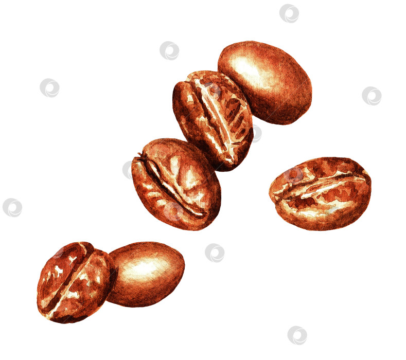 Скачать Кофейные зерна, акварель 3.2 фотосток Ozero