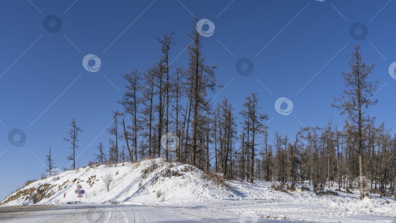 Скачать Голые деревья на заснеженных холмах на фоне ясного голубого неба. фотосток Ozero