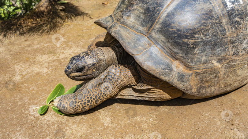 Скачать Гигантская черепаха Aldabrachelys gigantea. Крупный план. фотосток Ozero