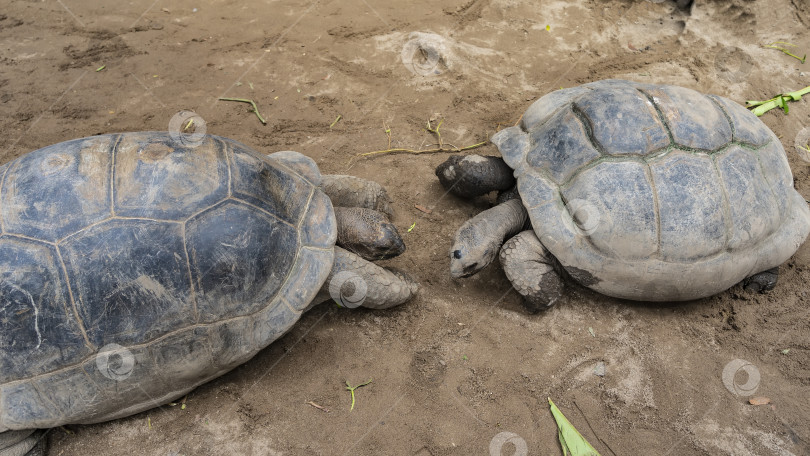 Скачать Две гигантские черепахи Aldabrachelys gigantea стоят лицом друг к другу. фотосток Ozero