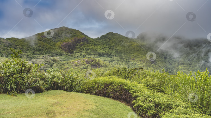 Скачать Зеленая лужайка, окруженная пышными зарослями тропической растительности. фотосток Ozero