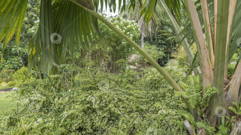 Скачать Уголок тропического ботанического сада. фотосток Ozero