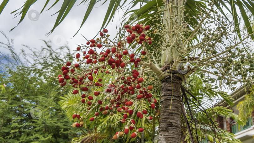 Скачать Тропическая персиковая пальма Bactris gasipaes. Крупный план. фотосток Ozero