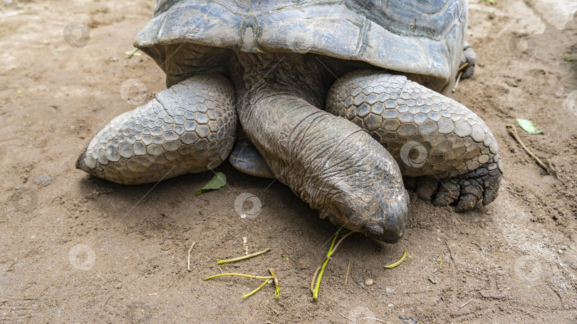 Скачать Гигантская черепаха Aldabrachelys gigantea является эндемиком Сейшельских островов. фотосток Ozero