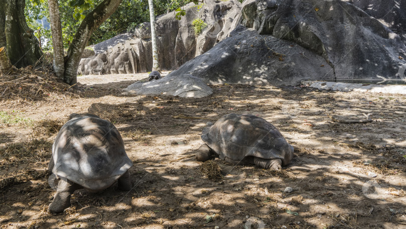 Скачать Гигантские черепахи Aldabrachelys gigantea, эндемичные для Сейшельских островов, прогуливаются по парку. фотосток Ozero