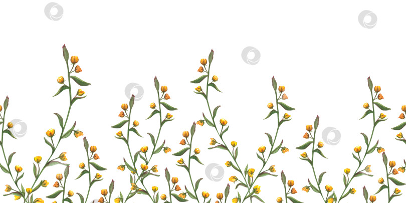 Скачать Цветочная бесшовная горизонтальная кайма с цветами, листьями, диким овсом. Акварельный рисунок от руки на белом фоне. Панорамная иллюстрация летнего луга для ткани, текстиля, упаковки. фотосток Ozero