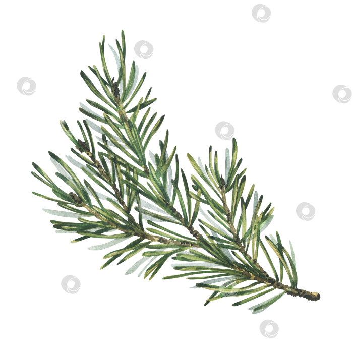 Скачать Сосновая ветка с зелеными иголками, лесные растения для зимнего и рождественского декора. Акварельная иллюстрация, нарисованная от руки. Изолированный объект на белом фоне фотосток Ozero