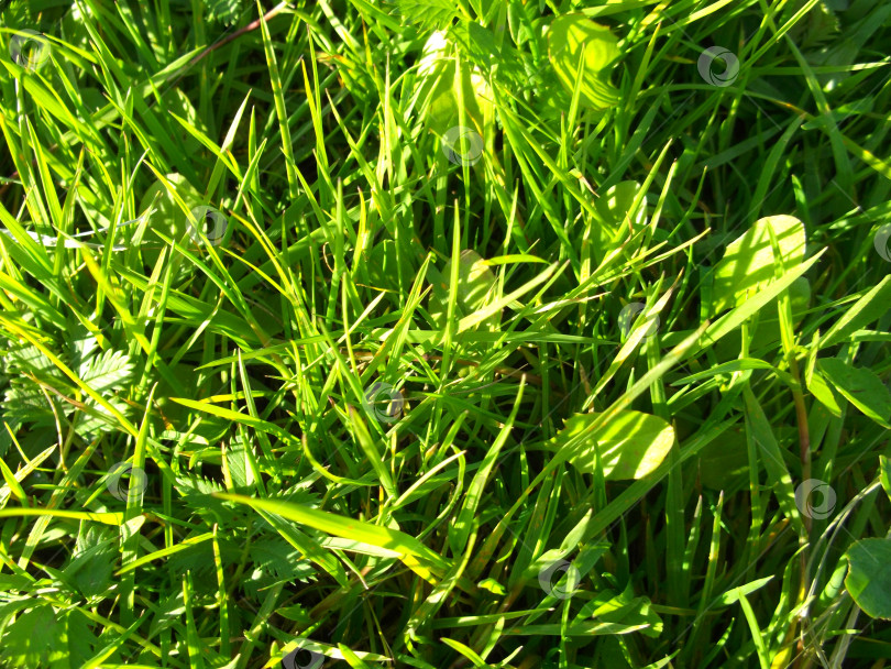 Скачать Газонная трава в солнечном свете фотосток Ozero