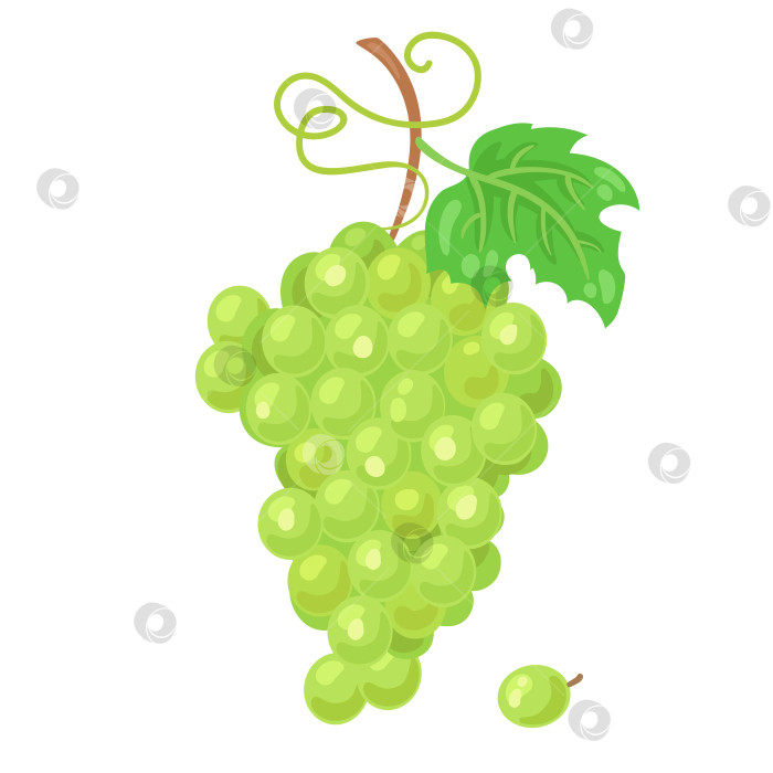 Скачать Большая гроздь зеленого винограда. фотосток Ozero