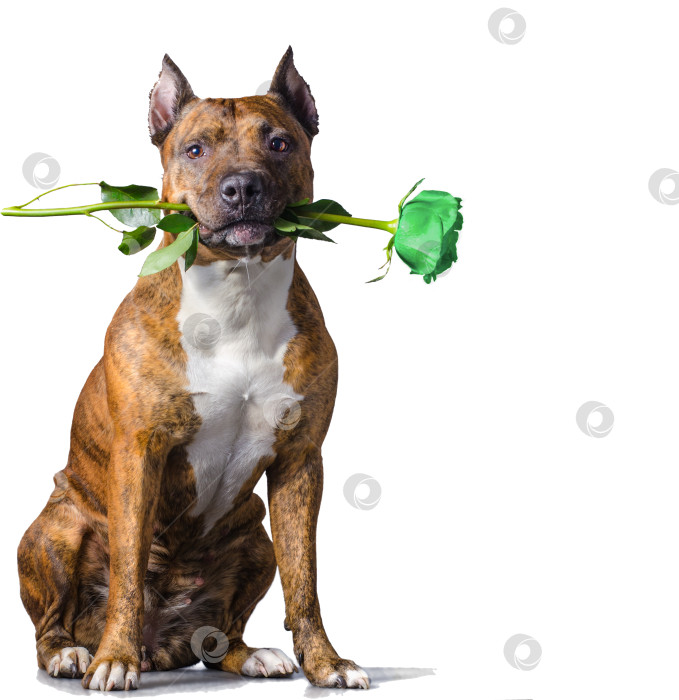 Скачать Рыжая полосатая собака с зеленой розой фотосток Ozero