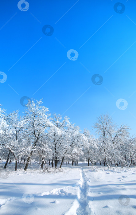 Скачать на деревьях много снега фотосток Ozero