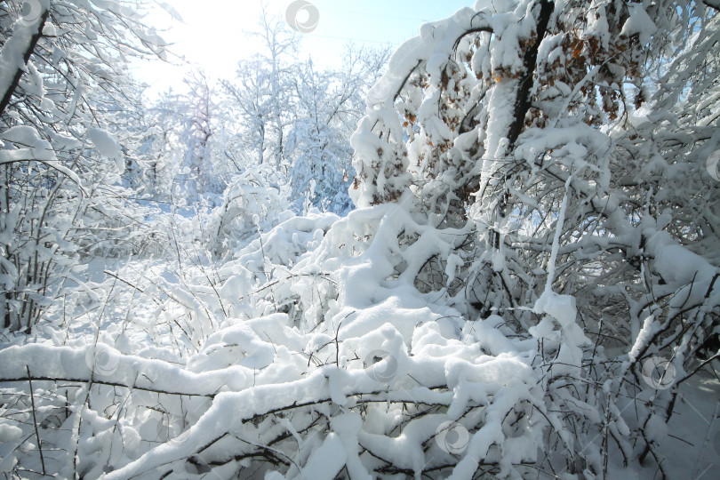 Скачать зимний снег на деревьях фотосток Ozero