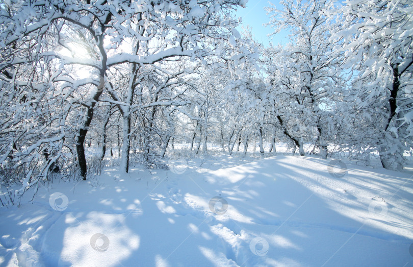Скачать фотография зимнего пейзажа фотосток Ozero