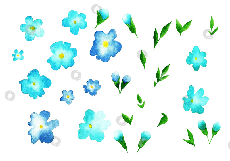 Скачать Набор голубых цветов и листьев (акварель) фотосток Ozero