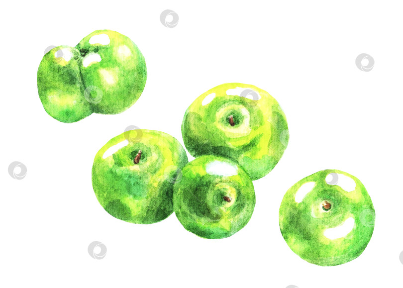 Скачать Набор зеленых яблок, акварель фотосток Ozero