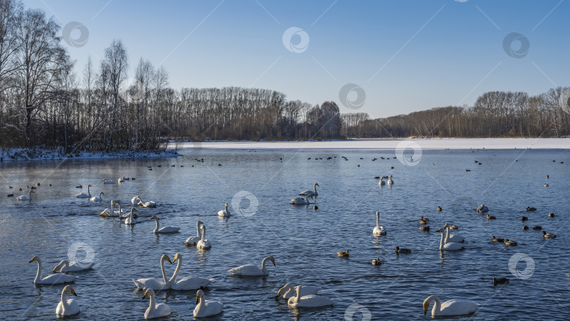 Скачать Белые лебеди плавают в голубом незамерзающем озере. фотосток Ozero