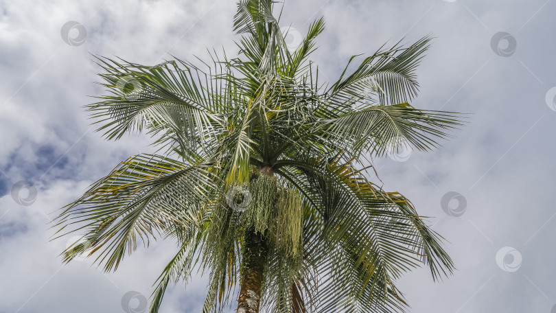 Скачать Верхушка пальмы. фотосток Ozero