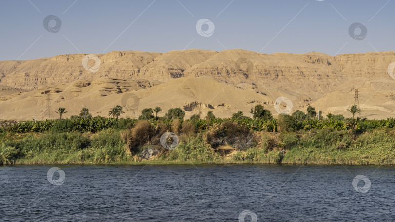 Скачать Берег реки Нил. Зеленая растительность вдоль голубой воды. фотосток Ozero