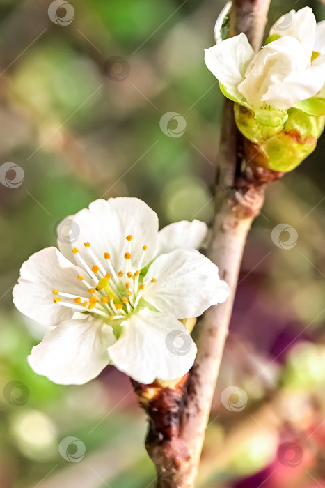 Скачать Цветущая белая яблоня крупным планом. Цветение садов весной фотосток Ozero