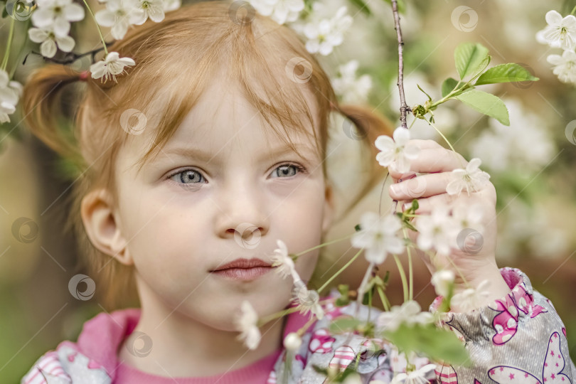 Скачать Портрет маленькой девочки с рыжими волосами крупным планом на фоне цветущей вишни. Весна фотосток Ozero