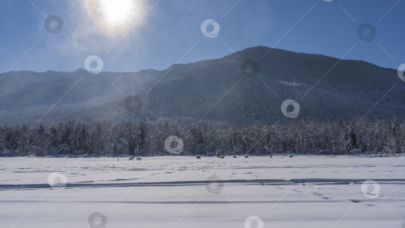 Скачать Табун лошадей пасется в заснеженной долине. фотосток Ozero