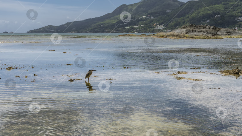Скачать Птица стоит в океанской воде во время отлива, поджидая добычу. фотосток Ozero