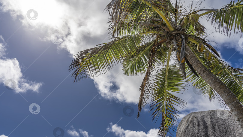 Скачать Пальма на фоне голубого неба и белых облаков фотосток Ozero
