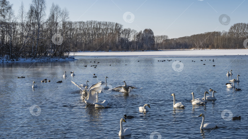 Скачать Стая белых лебедей и уток плавает в голубом незамерзающем озере. фотосток Ozero