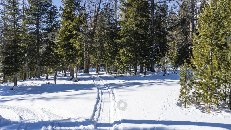 Скачать Тропинка, протоптанная в снегу, уходит в хвойный лес между деревьями. фотосток Ozero