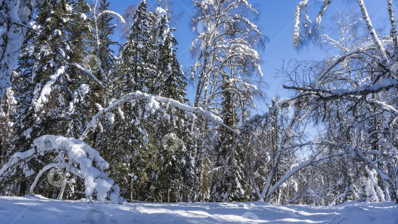 Скачать Дорога протоптана в сказочном зимнем лесу. фотосток Ozero