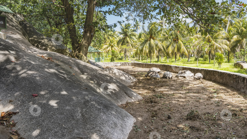 Скачать Гигантские черепахи Aldabrachelys gigantea, эндемичные для Сейшельских островов, прогуливаются в загоне. фотосток Ozero