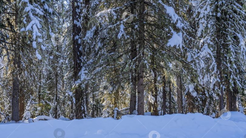 Скачать Зимняя тайга. Хвойные деревья стоят в сугробах фотосток Ozero