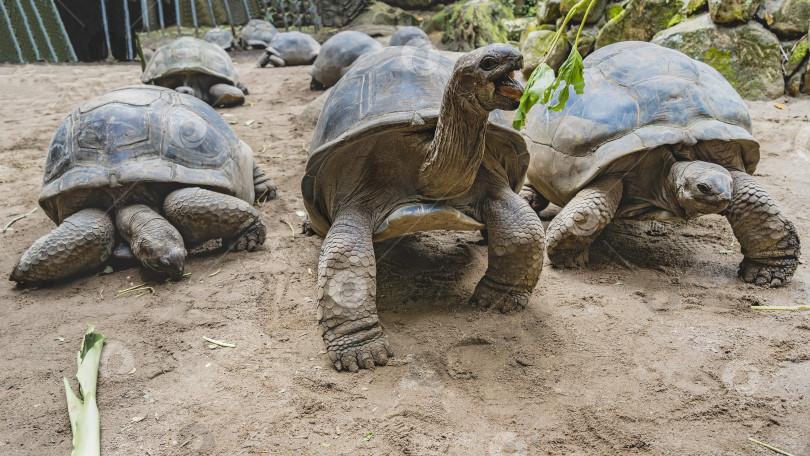 Скачать Гигантские черепахи Aldabrachelys gigantea прогуливаются в загоне. фотосток Ozero