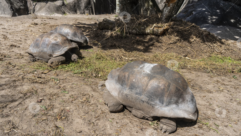 Скачать Три гигантские черепахи Aldabrachelys gigantea прогуливаются фотосток Ozero