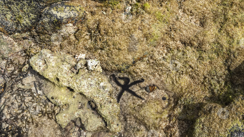 Скачать Во время отлива сквозь прозрачную океанскую воду видно каменистое дно. фотосток Ozero